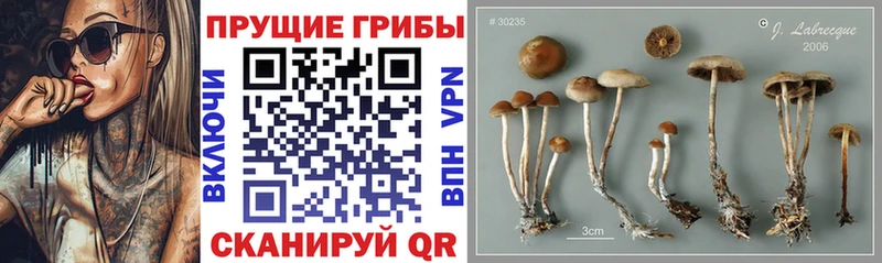 Псилоцибиновые грибы Magic Shrooms  Каргат 